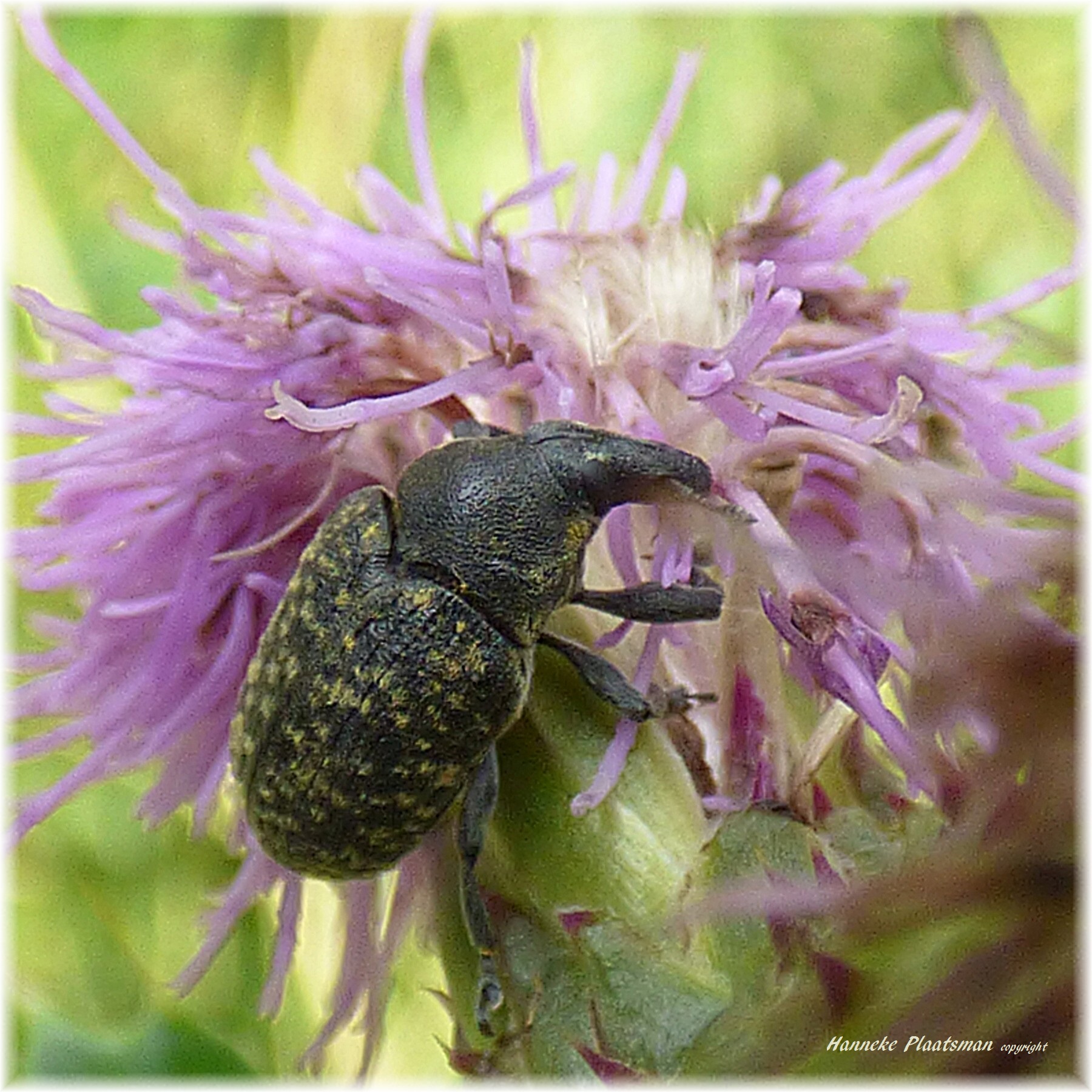 Geen wollige snuitkever?